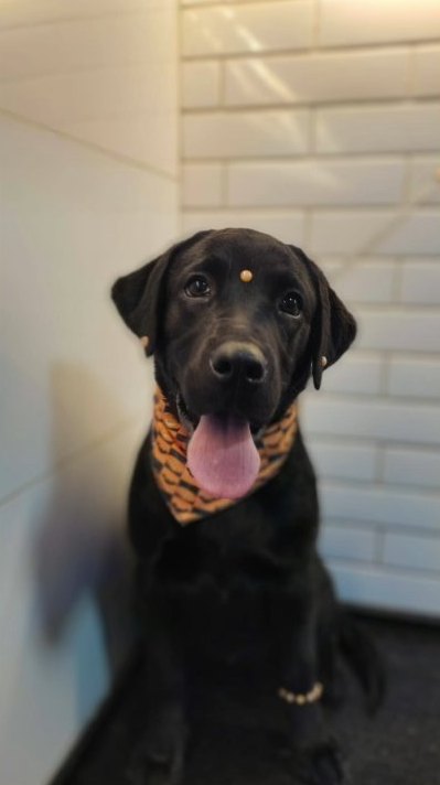 Labrador preto com bandana